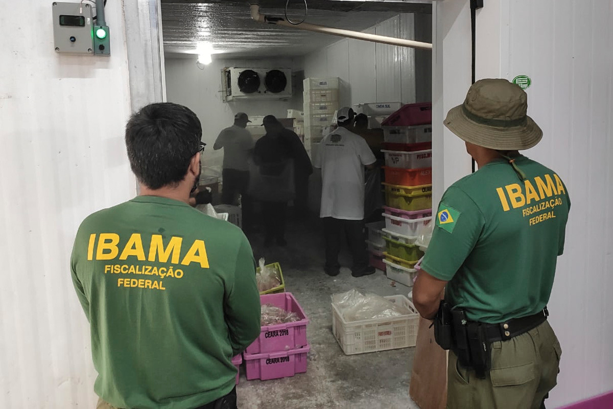 Ibama apreende e doa 28 toneladas de pescado durante defeso no litoral do Paraná