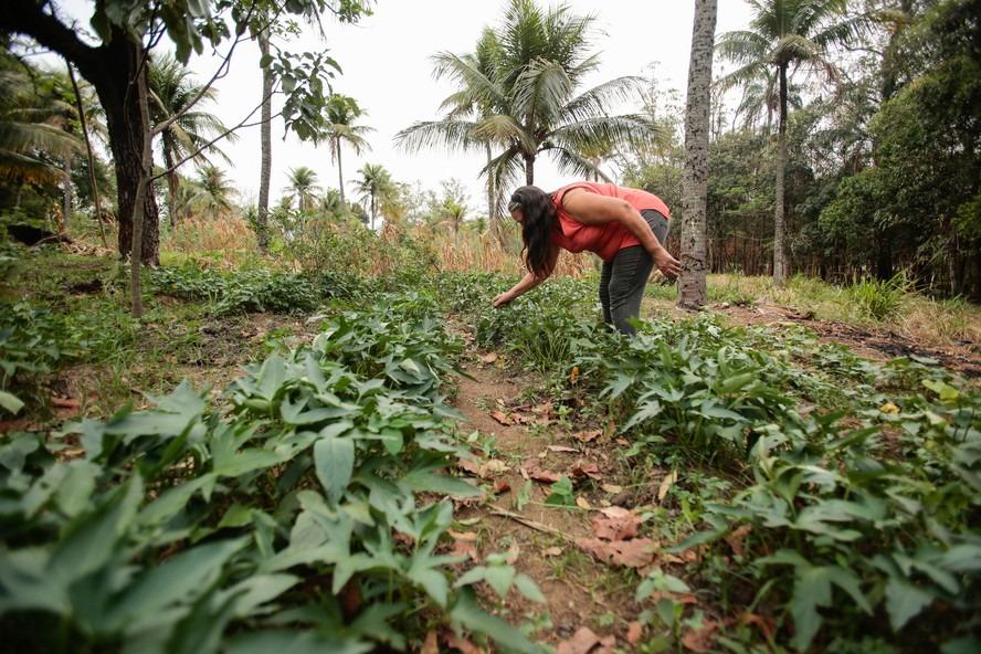 Agricultura familiar ocupa mais de 90% das propriedades rurais do país