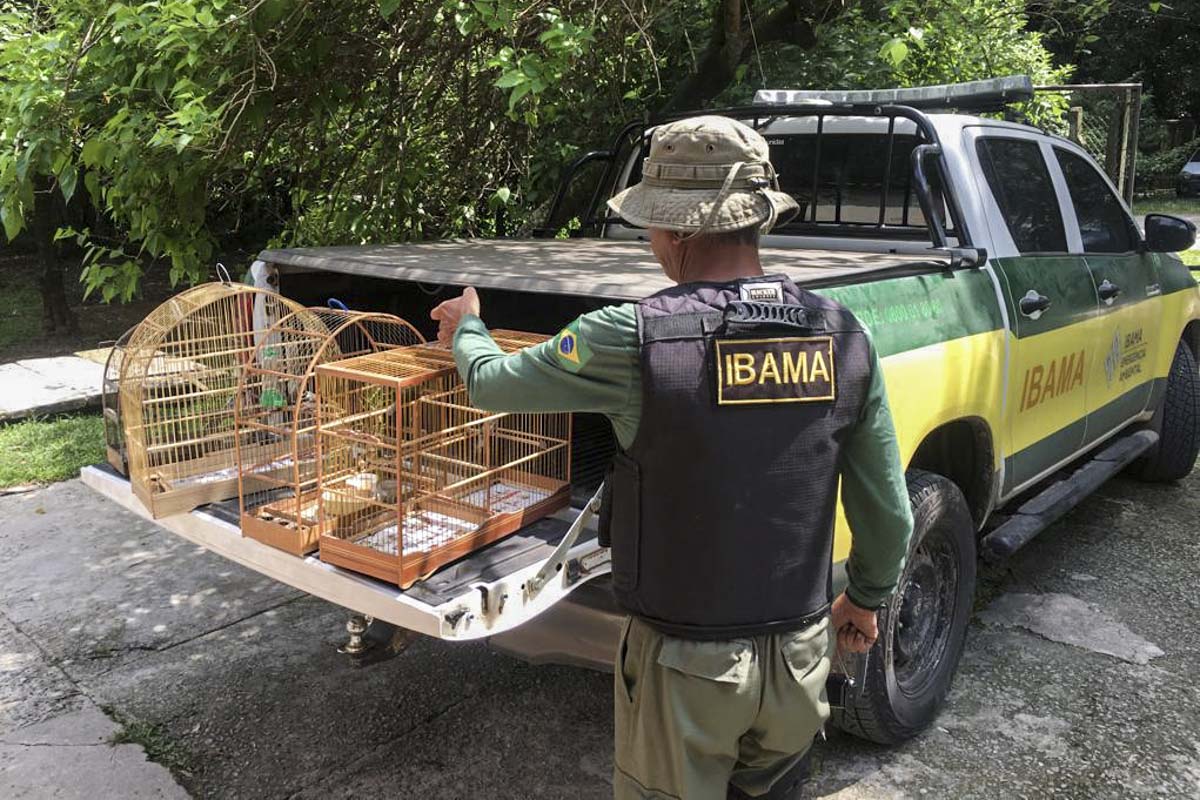 Ibama identifica cerca de 100 transações irregulares entre criadores amadores de pássaros em Alagoas e São Paulo