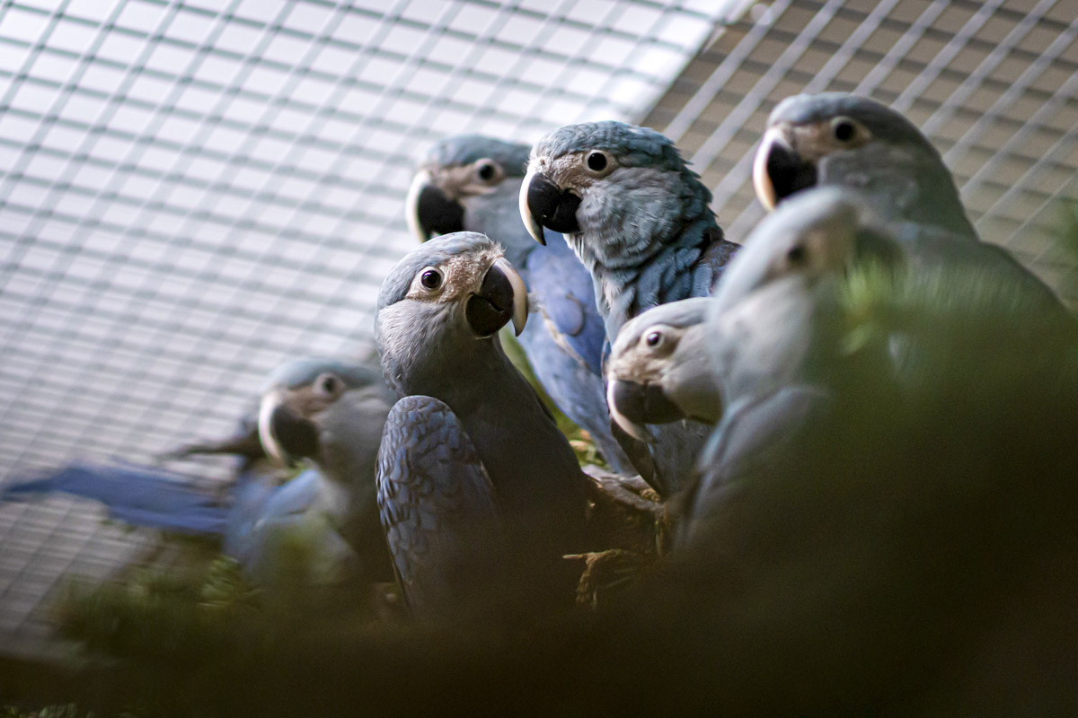 Ibama autoriza repatriação de 52 ararinhas-azuis que serão reintroduzidas na natureza pelo ICMBio