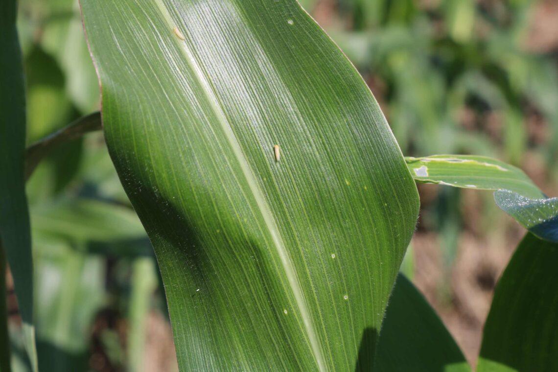  34ª edição do Congresso Nacional de Milho e Sorgo vai acontecer entre 09 a 12 de setembro em Palmas