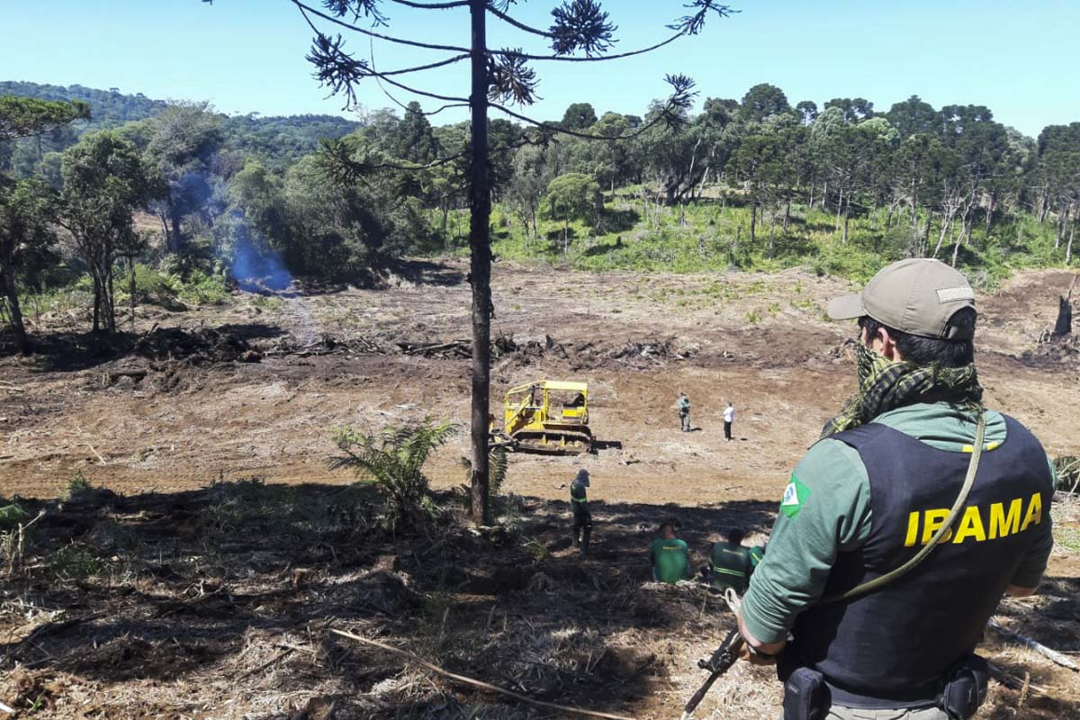 Ibama interrompe desmatamento ilegal em floresta de araucária no Paraná durante pandemia de coronavírus