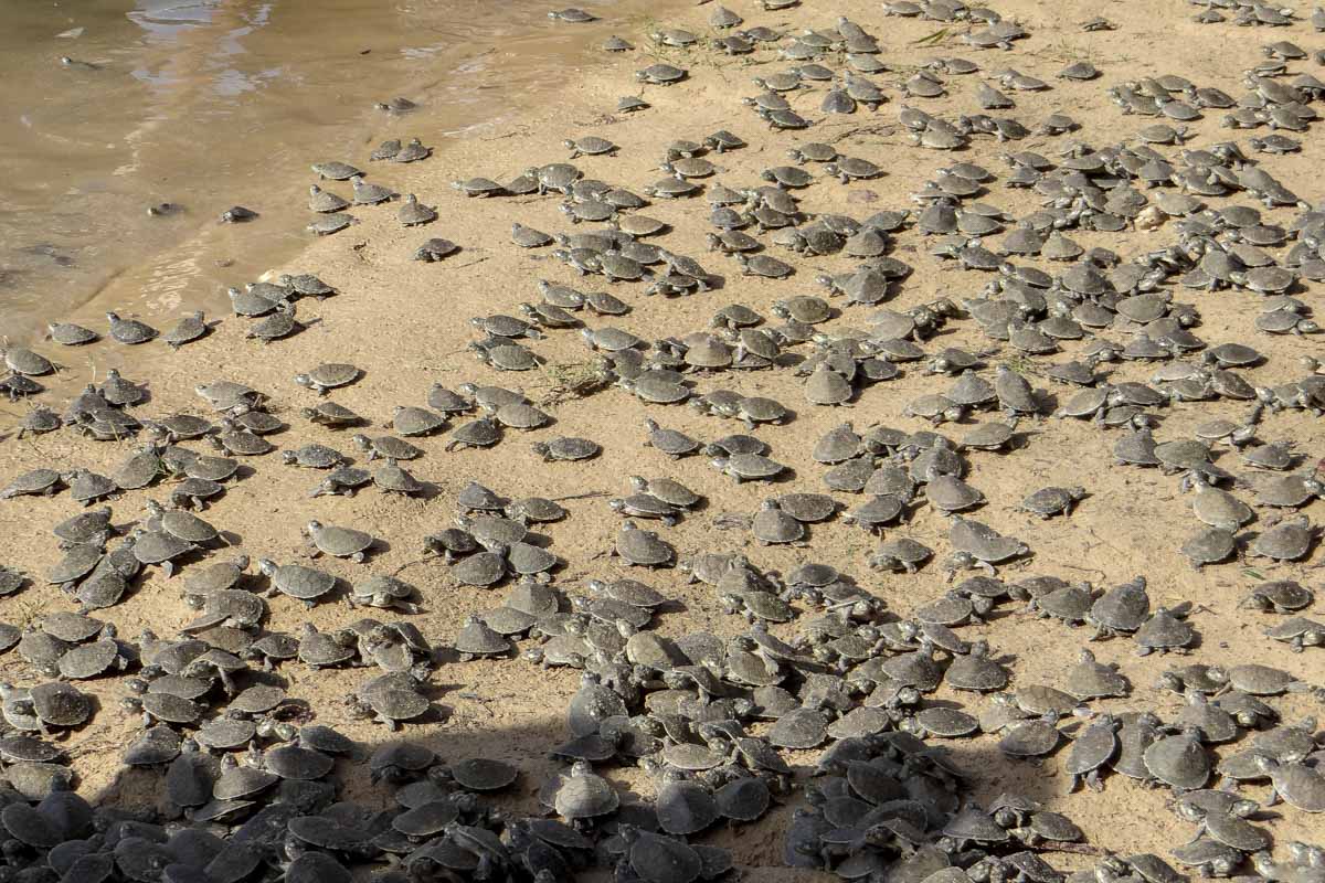 Ibama realiza soltura de 5 mil filhotes de tartaruga no Rio Tapajós (PA) e lança livro sobre plano nacional para conservação de quelônios amazônicos