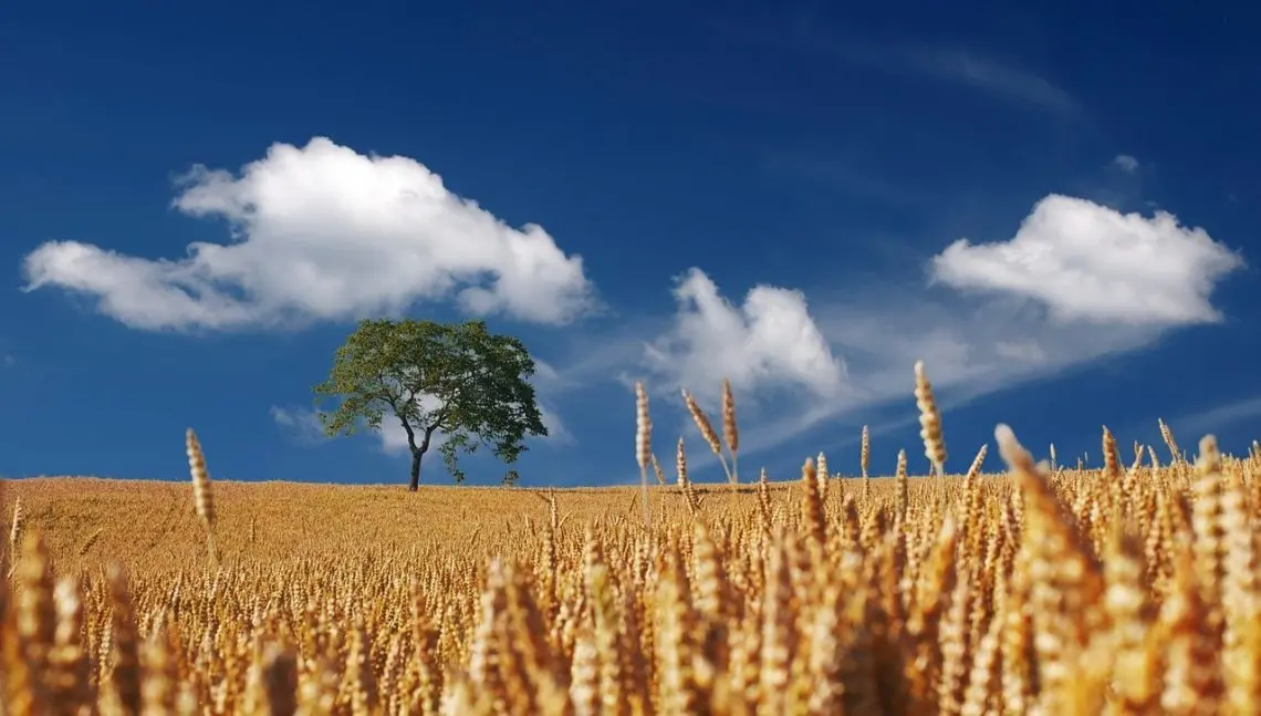 Tocantins e Goiás lideram no agronegócio, aponta ranking 2024