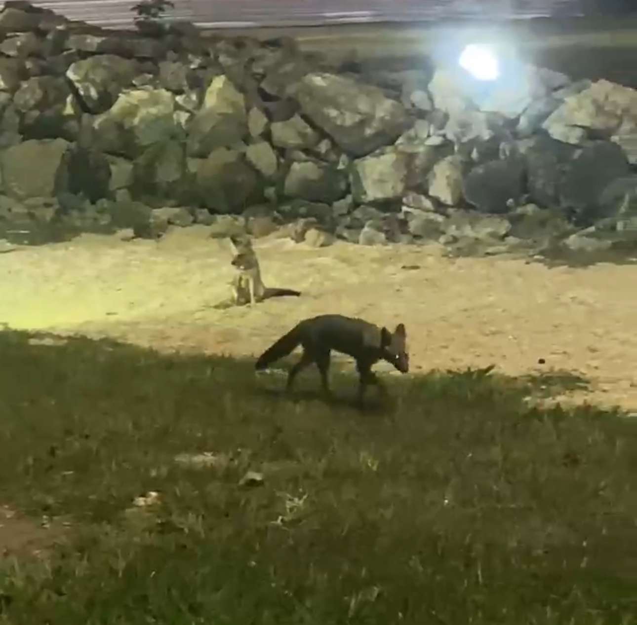 Raposas passeiam pelo Espaço Cultural em Palmas e vídeo viraliza nas redes