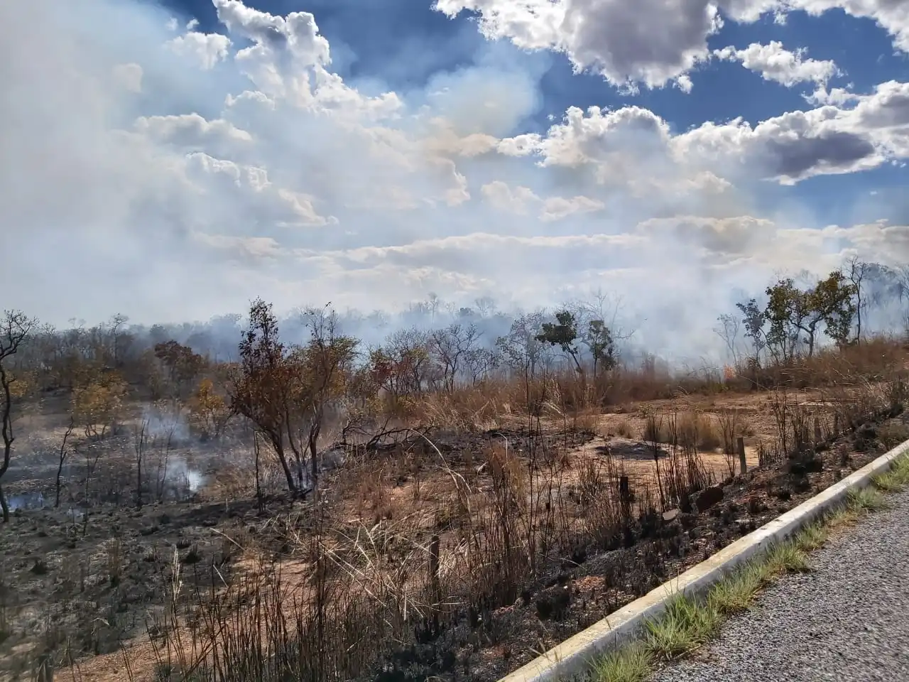 Tocantins já soma mais de 7,3 mil focos de incêndio em 2024 e fica entre 5 estados com mais queimadas no país