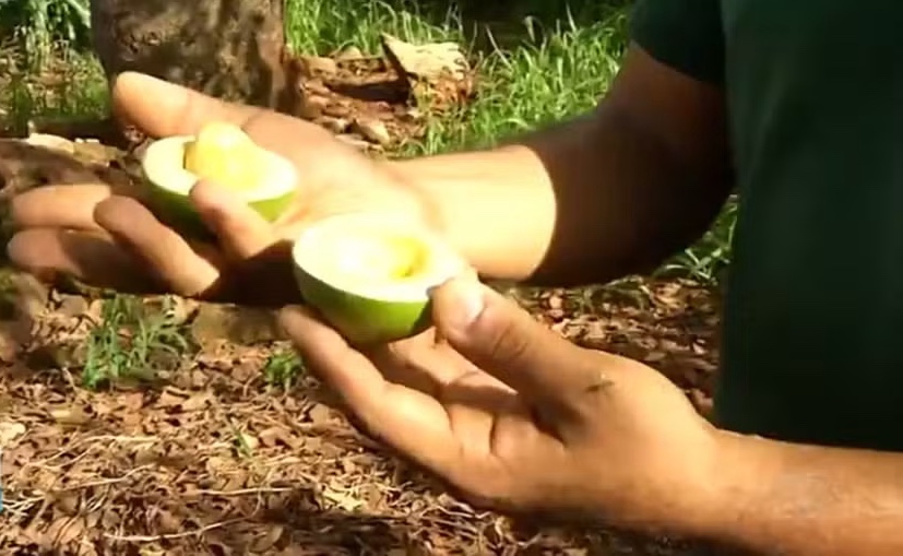 Fenômeno incomum: Pequizeiro em Guaraí produz frutos fora de época