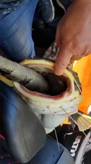 Peixe engole iguana e fica entalado em aventura no Rio Araguaia; VÍDEO