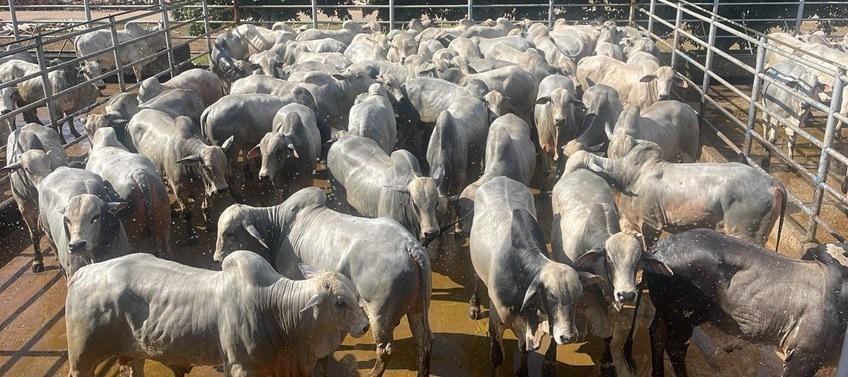 Circuito Nelore de Qualidade avalia 485 animais na primeira etapa nacional do ano, em Araguaína