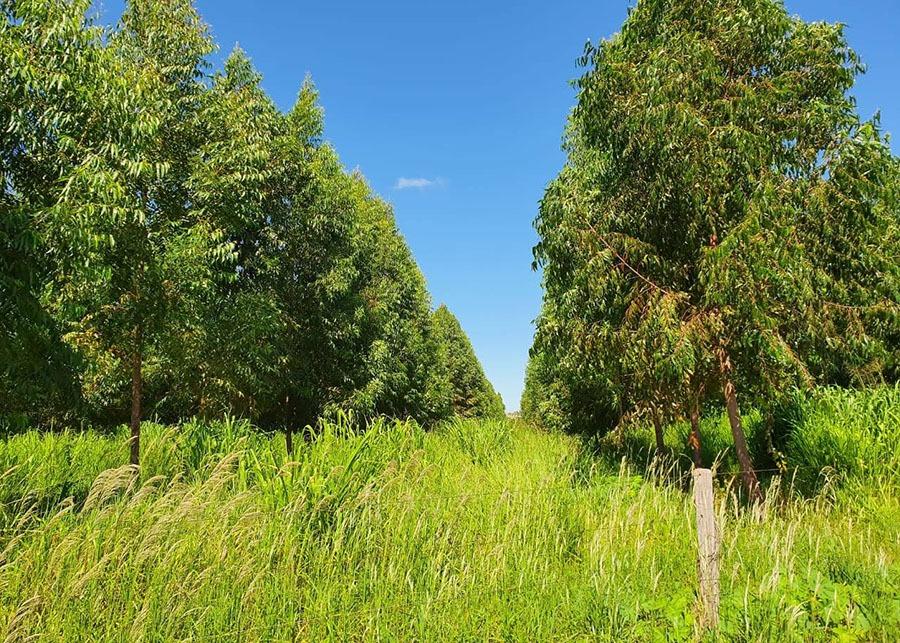 Experimentos em Goiás comprovam que ILPF melhora a qualidade do solo do Cerrado