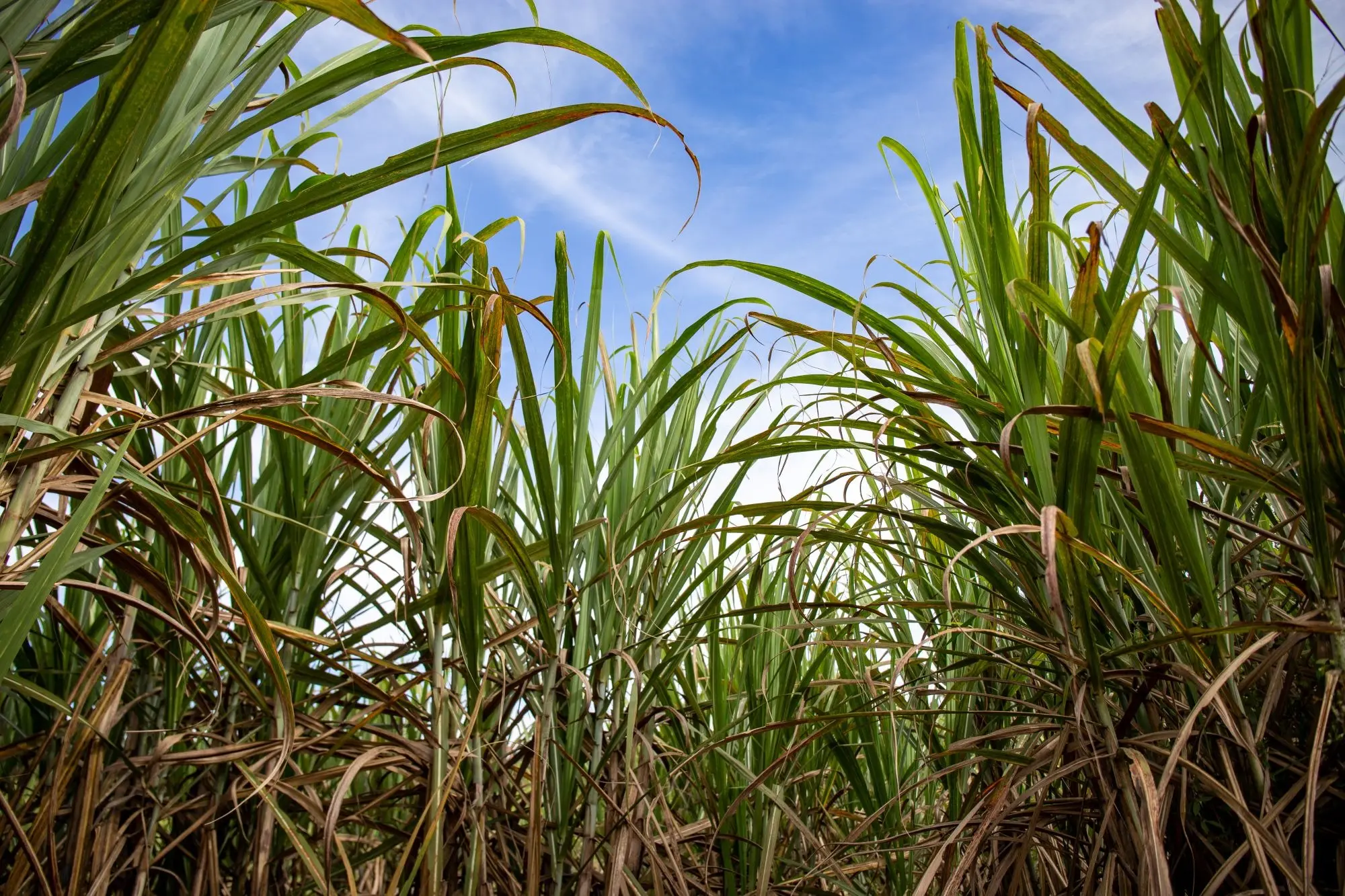 Conab: Produção de cana-de-açúcar é estimada em 689,8 milhões de toneladas na safra 2024/2025