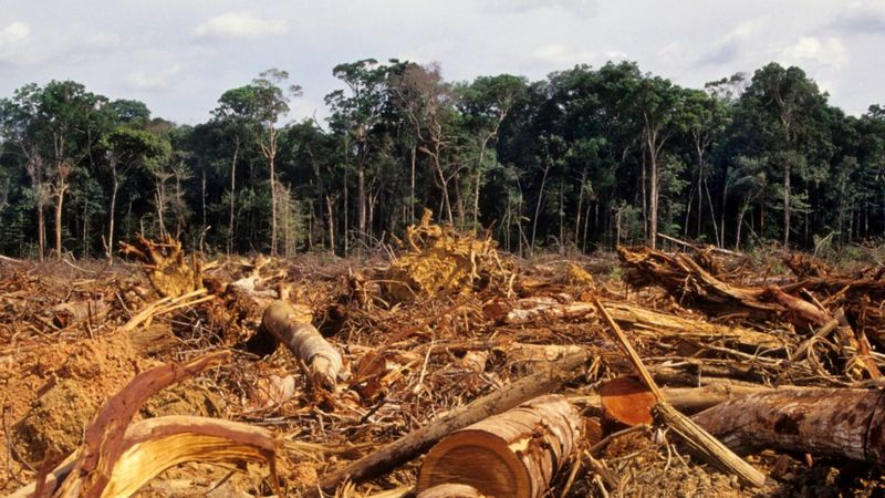 Dia do Meio Ambiente: Confira o ranking com os cinco municípios com maior desmatamento no Tocantins