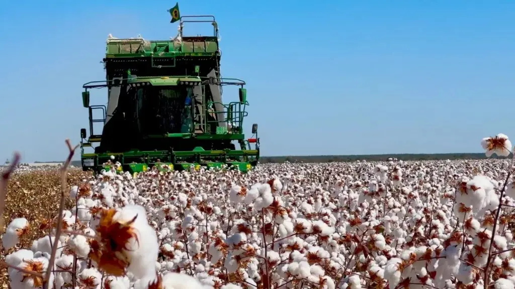 Algodão: área pode chegar a 2 milhões de hectares