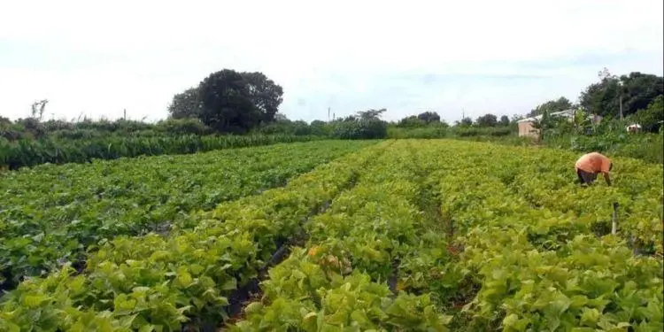 Estado cria comitê para acompanhar os R$ 500 milhões do Plano Safra para o Tocantins