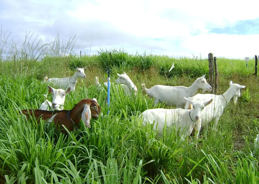 Pesquisa estima média de forragem armazenada para garantir produção animal no Semiárido