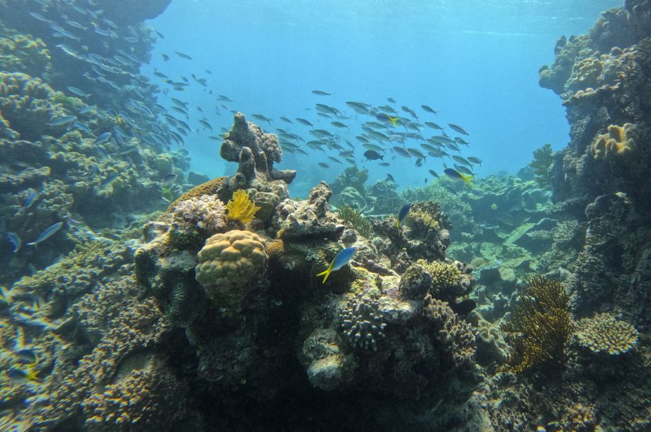 Turistas plantam “bebês“ de corais em prol de turismo sustentável na Austrália