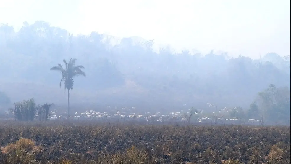 Gado fica desnorteado e ‘andando nas cinzas’ após incêndio devastar zona rural de cidade no Tocantins