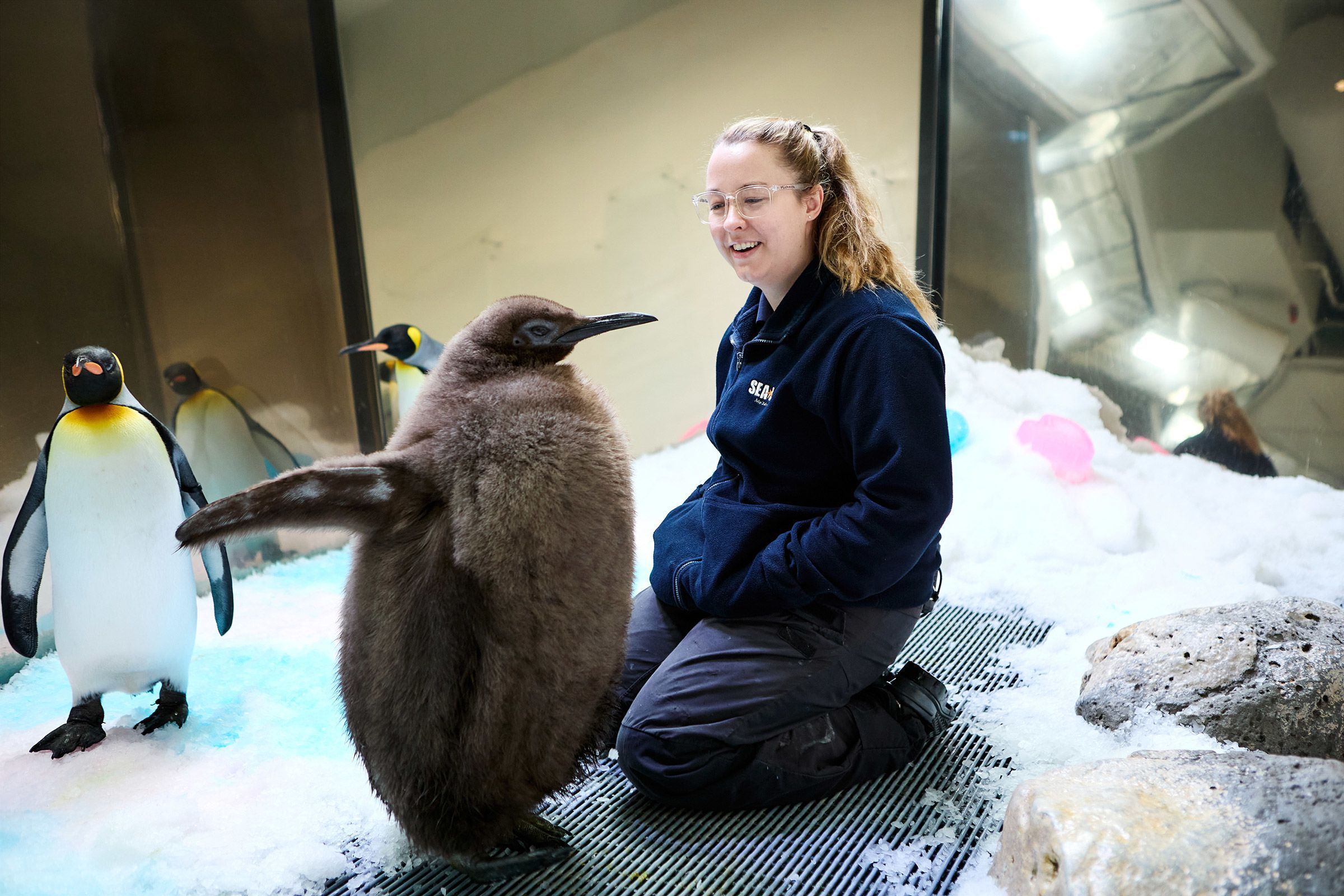 Conheça o filhote de pinguim que teve chá revelação e pesa mais de 20 kg