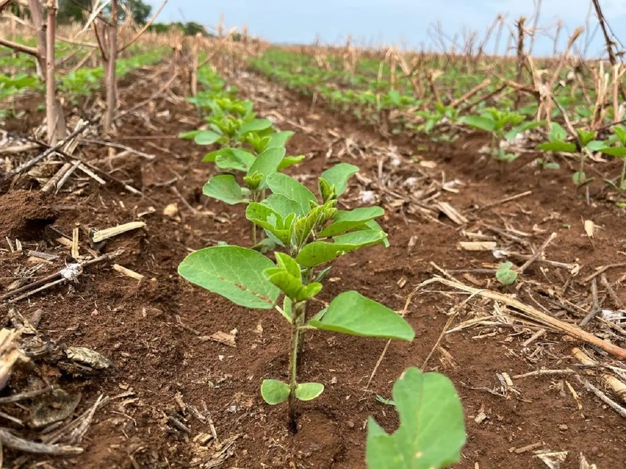 Estado vizinho do Tocantins será palco da Abertura Nacional do Plantio da Soja  