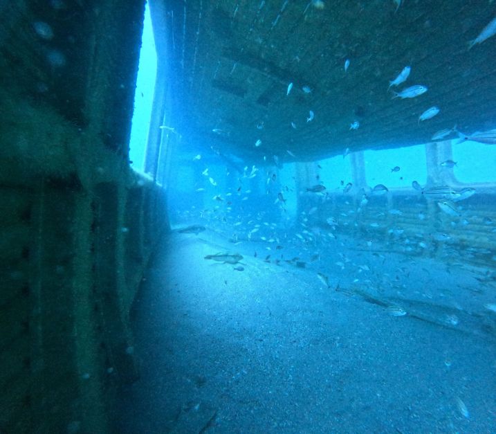 Tartarugas moram em vagões de metrô submersos no mar nos EUA