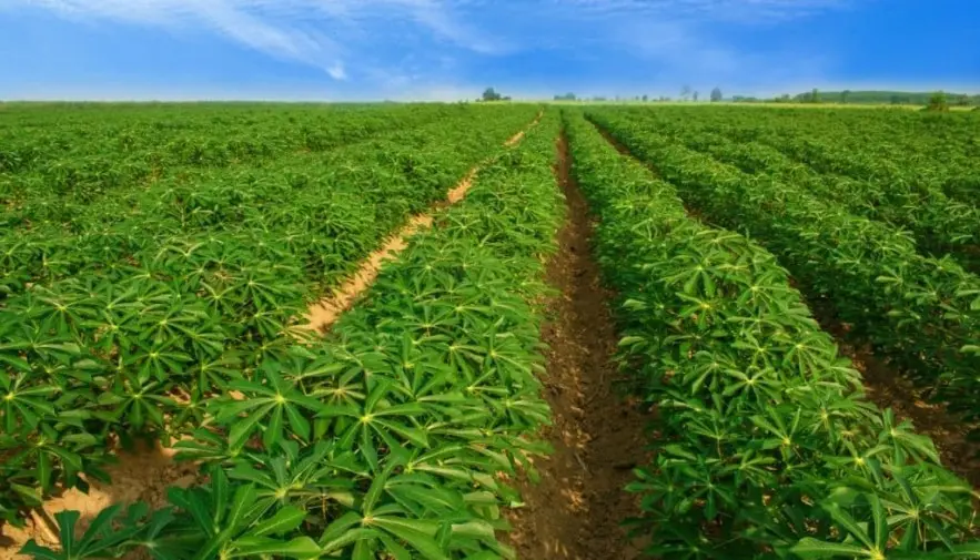 Tocantins em parceria com a Suzano implanta projeto Pão da Terra no Bico do Papagaio