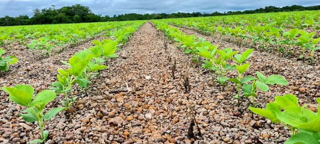 Preparativos para a Safra 24/25 trazem boas expectativas para cooperados da Frísia no Tocantins 