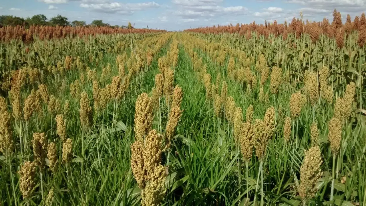 Embrapa quer saber como está adoção de plantas de cobertura por produtores rurais brasileiros