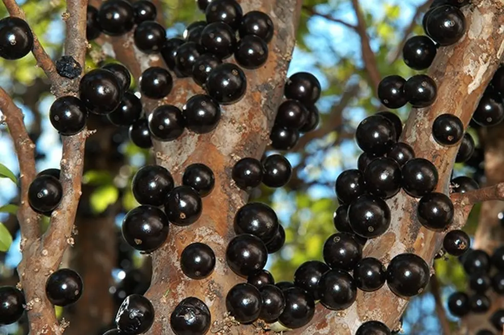 Chá de casca de jabuticaba: para que serve? Veja receita simples e benefícios