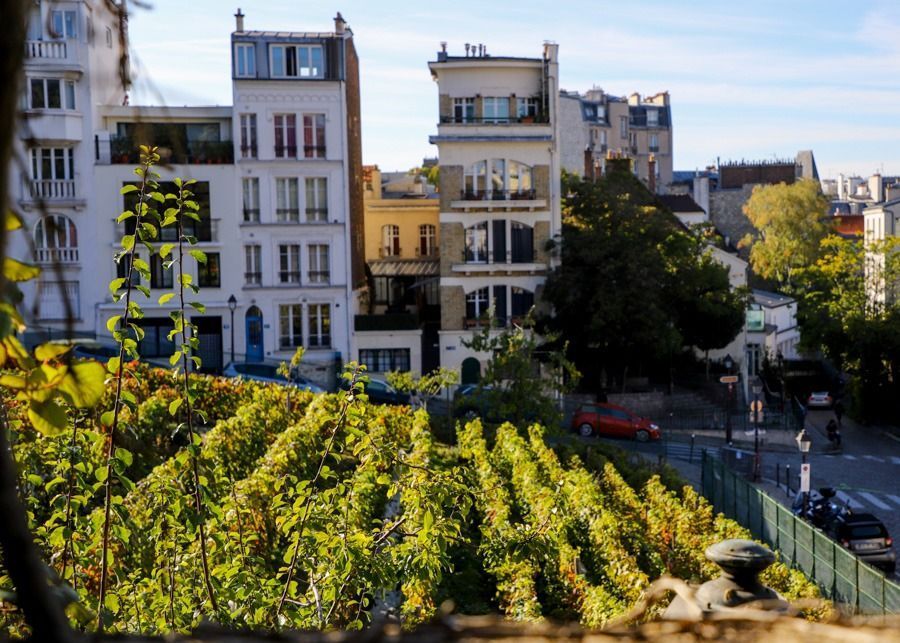 Conheça vinhedo secreto no meio de Paris, onde bebida tem “um ar de mistério“