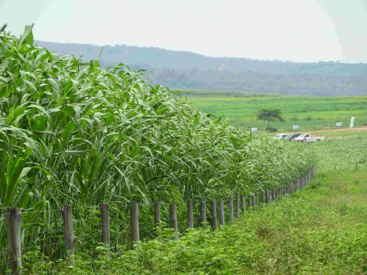 Propriedades rurais nos municipios de Silvanópolis e Darcinópolis no Tocantins recebem implantação de sistema que permite transformar pastos degradados em produtivos