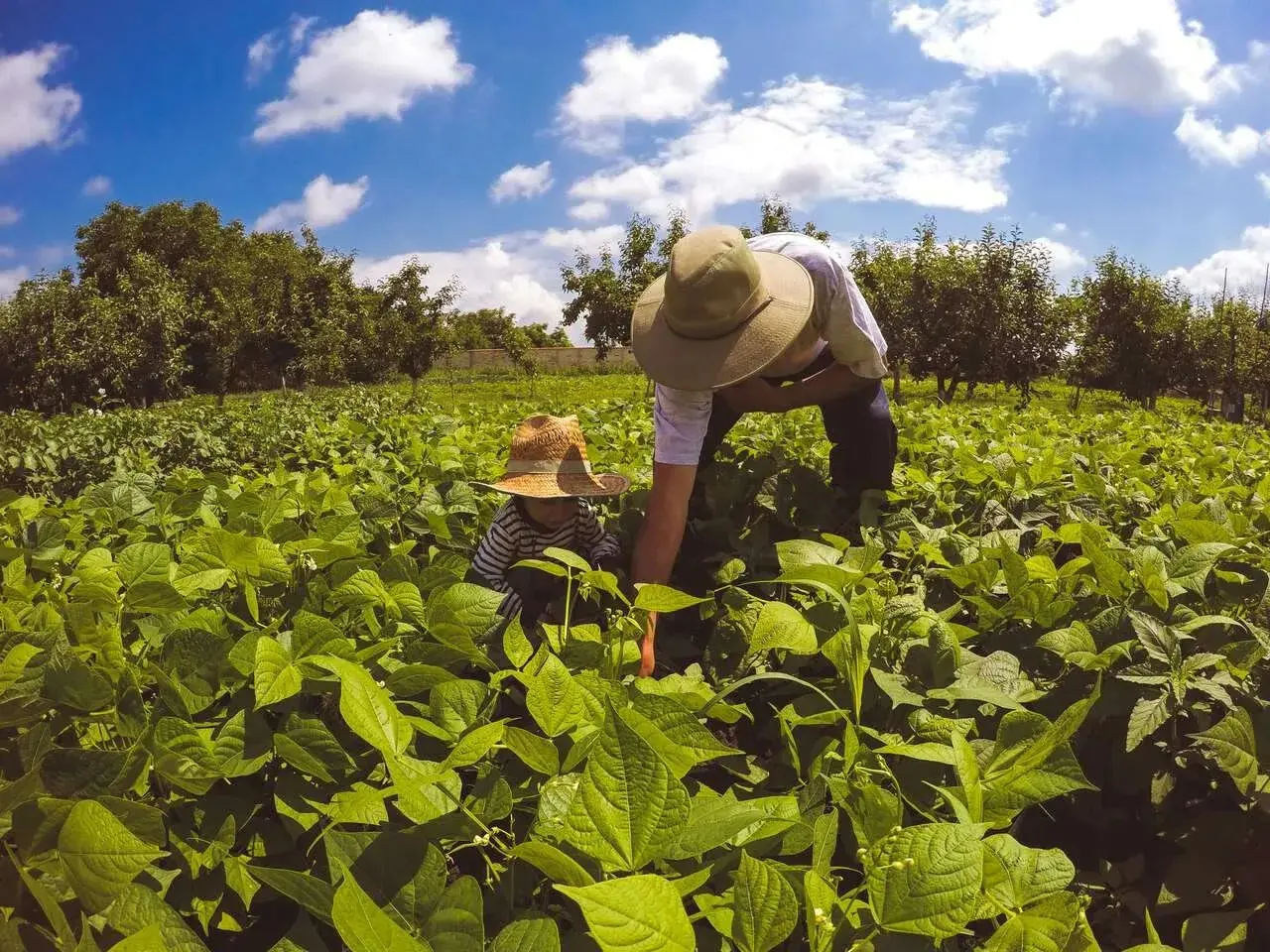 Guaraí publica edital com regras para aquisição de alimentos da agricultura familiar