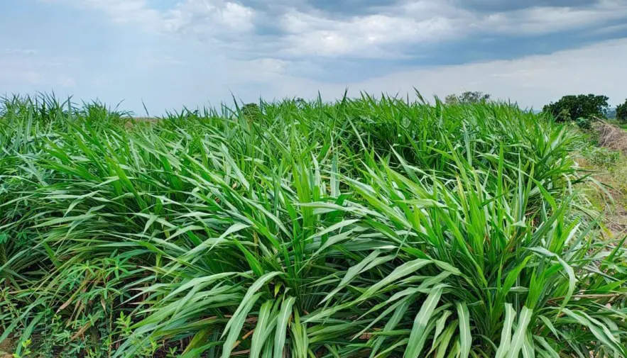 Agricultura distribui mudas de cana e capim para suplementação animal a produtores rurais