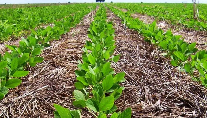 Histórico: Tocantins projeta 1,5 milhão de hectares cultivados e 12% de crescimento na produção de soja, destacando-se no cenário nacional