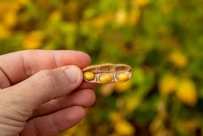 Estudo identifica mudanças necessárias no uso da terra para o cultivo de soja no Matopiba