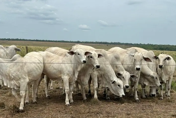 Pecuária do Tocantins se destaca em Dia de Campo sobre genética e nutrição