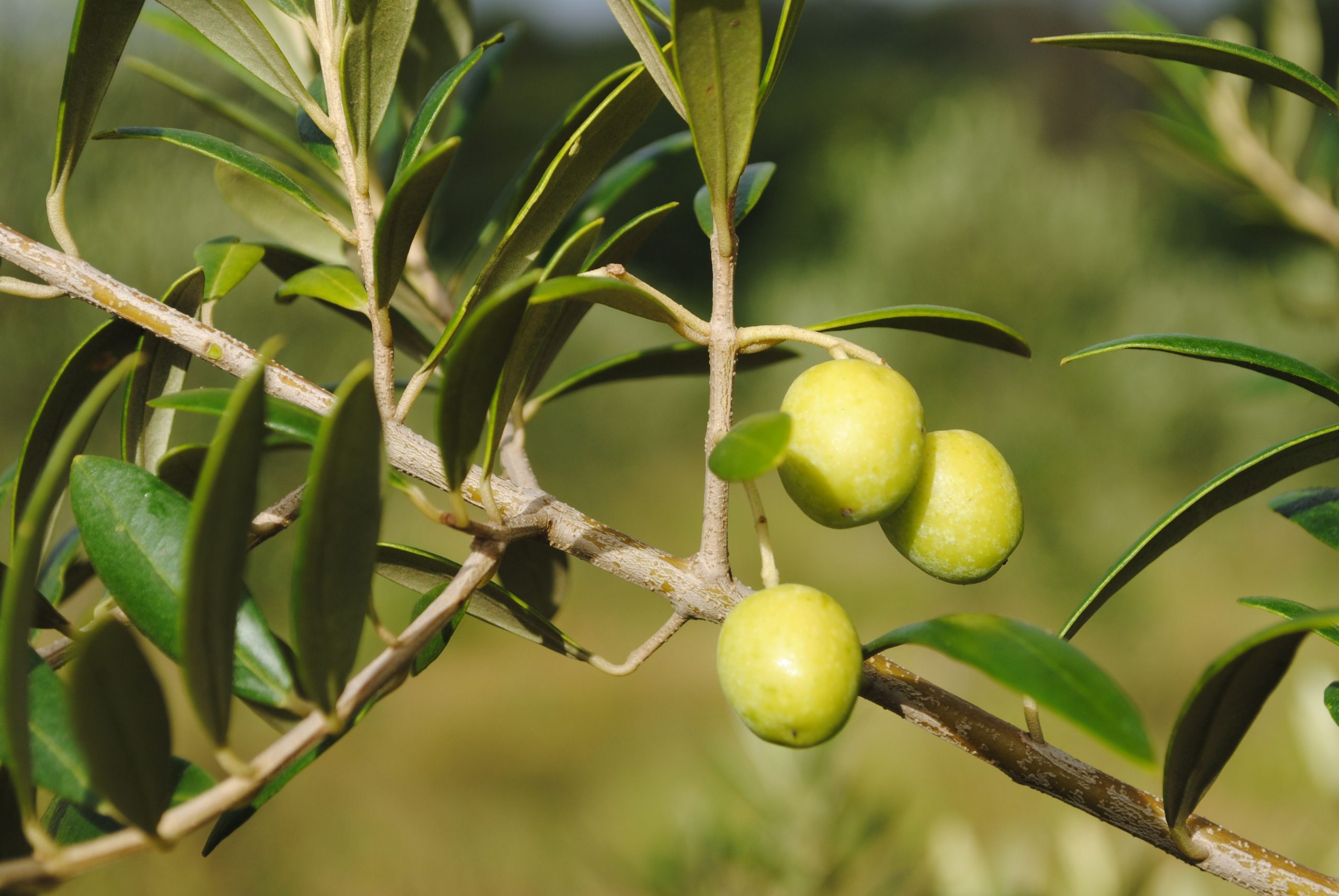 Fazenda gaúcha lança iniciativa de adoção de oliveiras na produção de azeite