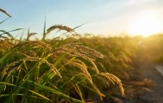 Arroz: Conab estima semeadura em 72,2% nos principais estados produtores