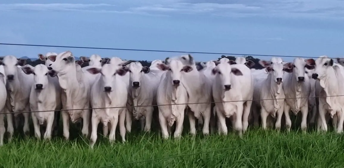 Fazenda do Tocantins realiza a primeira Avaliação Genômica em Novilhas no Estado