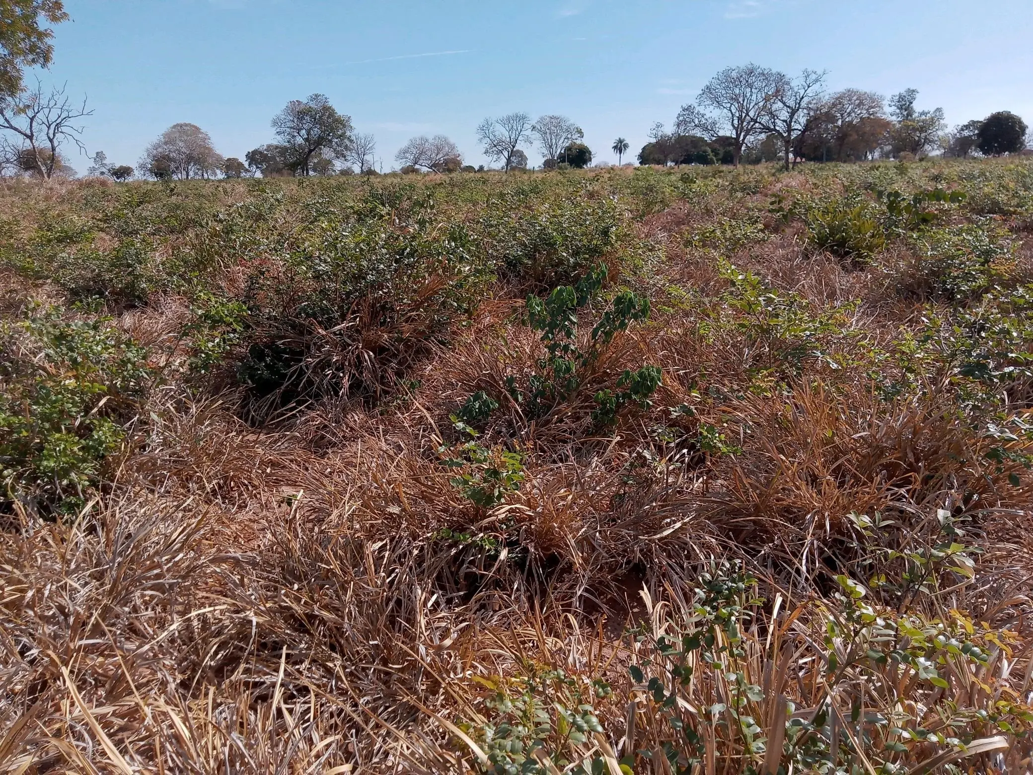 Solo do Cerrado: pesquisa revela impacto positivo de práticas agrícolas sustentáveis