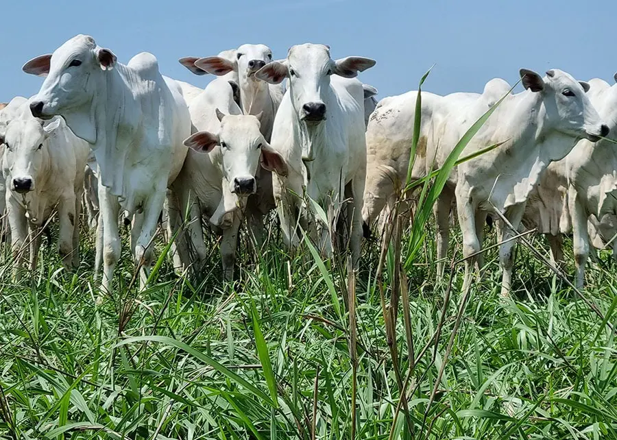 Preços do boi gordo se estabilizam após período de altas históricas