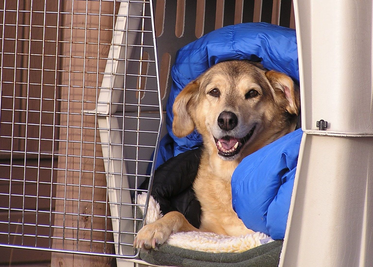 Como funciona o transporte aéreo de animais? Especialista responde