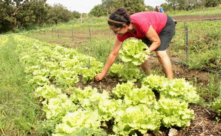 Pronaf: Lei sancionada amplia apoio aos pequenos produtores