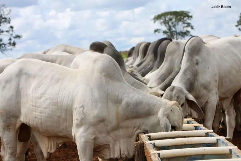 Boi gordo: Tocantins registra alta moderada e consolida mercado promissor na pecuária brasileira