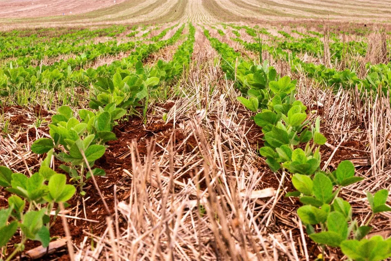 Em 67%, plantio de soja agora fica por conta dos estados mais tardios