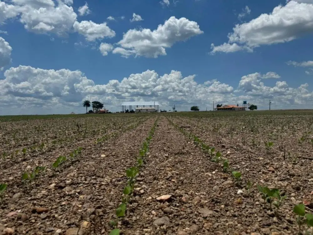 Fundação ABC realiza primeiro ensaio na área de atuação da Castrolanda no Tocantins