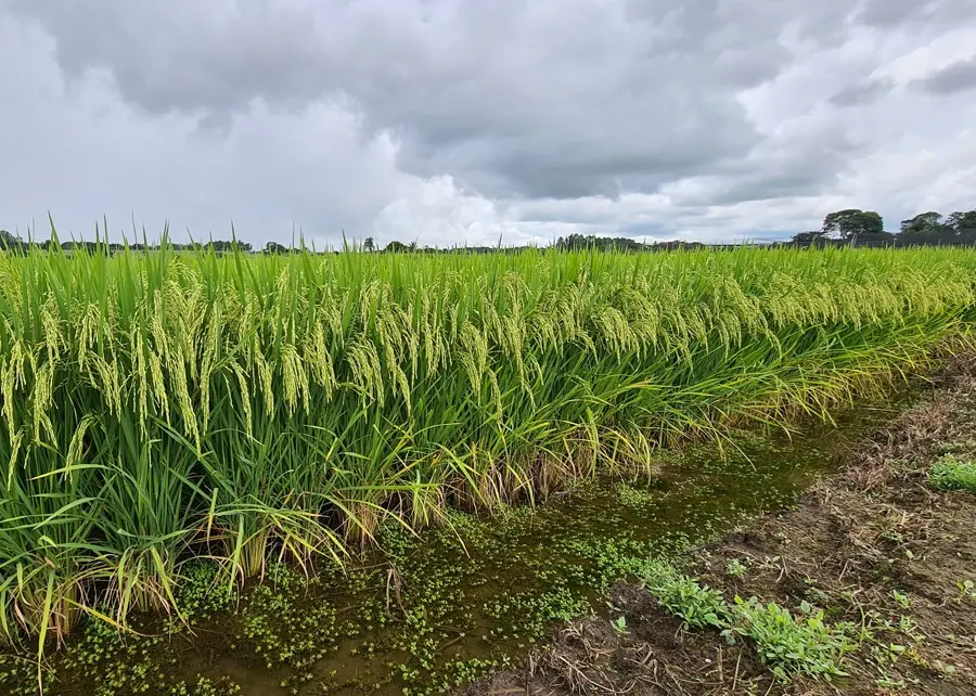 Arroz: Conab fará novo leilão de contratos de opção de venda na próxima sexta, 20