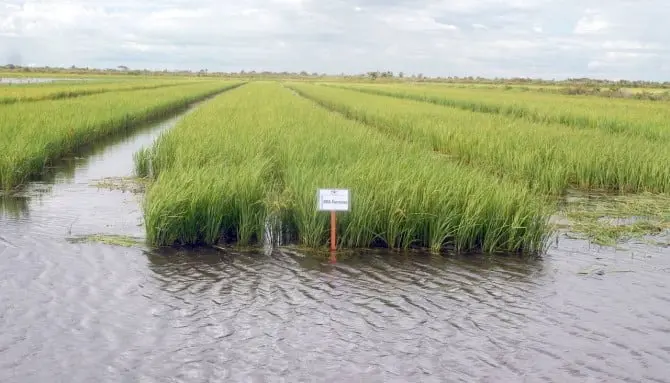 Irrigação abrange 1,7 milhão de hectares e reforça segurança alimentar