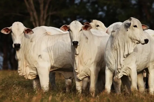 Confira o preço da arroba do boi no primeiro mês de 2025