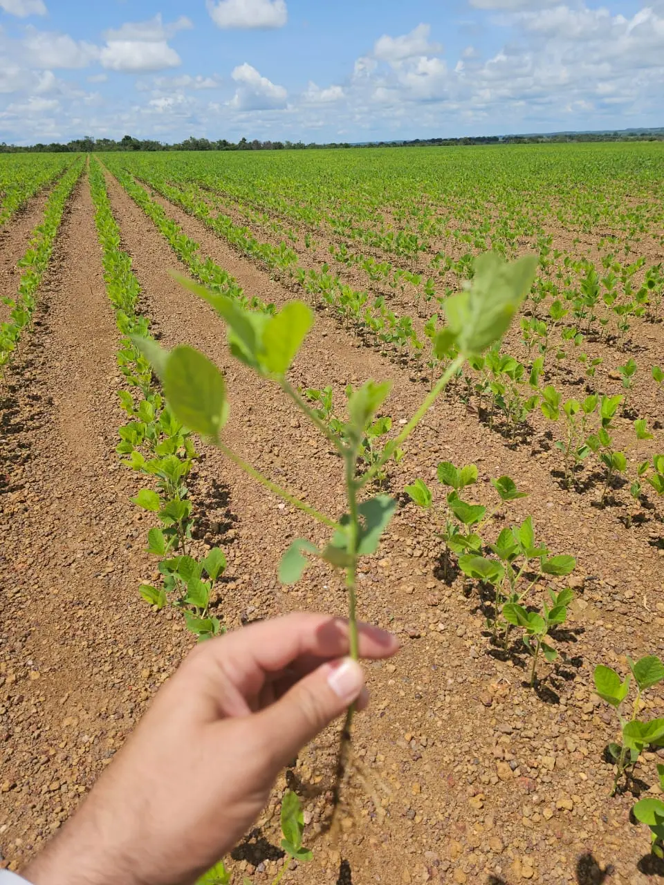 Produtores de soja enfrentam clima com otimismo em busca de safra recorde