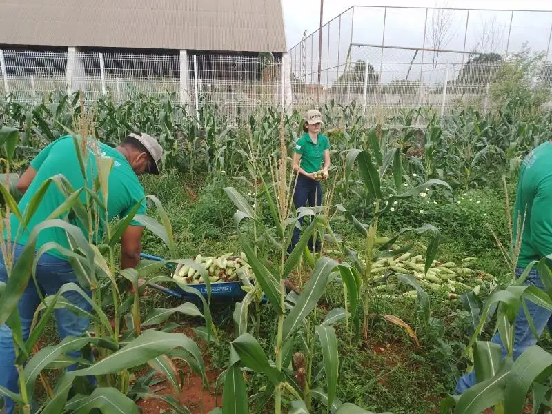 Projeto Germinar impulsiona produção de milho para merenda escolar em escola na Capital